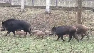 Дикий вепр
