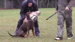 Charlie von der Vulkaneifel 08.03.2011 - 10.03.2018