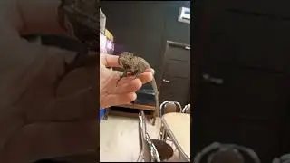 Хамелеолис
