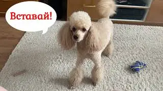 Денди пищит, просится гулять! Смотреть со звуком!