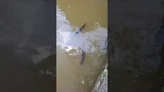 Tasik Permaisuri Cheras KL?
