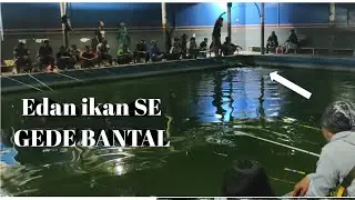 Strike ikan Super JUMBO, GALATAMA IKAN LELE