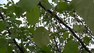 Заброшенные яблоки.забытый проект по сбору.