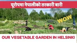 Growing Seasonal Vegetables in Helsinki (Part-1) हेलसिन्कीमा हाम्रो तरकारी बारी (भाग-१)