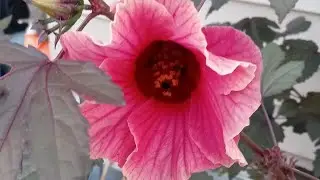 Starting my vegetable seeds indoors