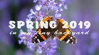 Spring In My Backyard