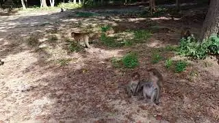 Monkey Teams at Phnom Tamoa Zoo.