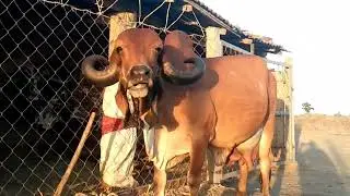 The best gir cow and high milking blood line gir cow 