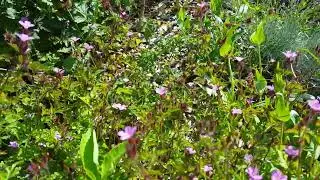 Type of bee fly?