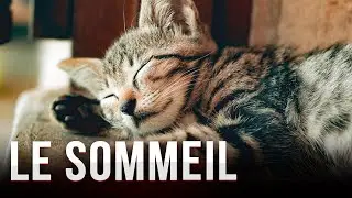 Comment S'endormir En Moins De 5 Minutes ?
