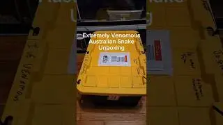 I bought the MOST VENOMOUS snake on the PLANET! 