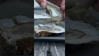 Eating Raw Oysters- Wellfleet Oysters 