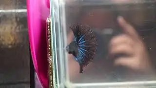 F771 Metallic Red Blue Orchid HM (Halfmoon) Male