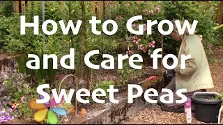 How to Grow and Care for Sweet Peas
