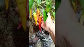 TANAMAN CABE BERBUAH LEBAT‼️  DI TANAH GERSANG
