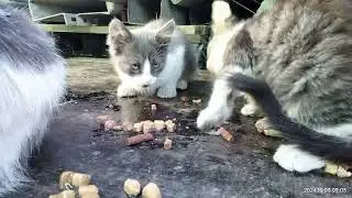 Pika și copilașii ei 03.10.2024