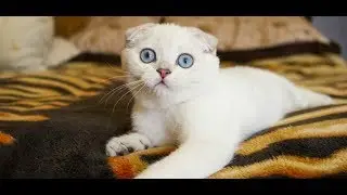 СМЕШНЫЕ КОТИКИ 2019●ПРИКОЛЫ С ЖИВОТНЫМИ●ПРИКОЛЫ С КОТАМИ●МИЛЫЕ КОШКИ 2019●КОТЫ