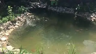 Декоративный садовый пруд с рыбами. Реконструкция водоема. с. Гнидын