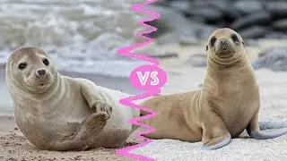 What’s the Difference Between Seals and Sea Lions?