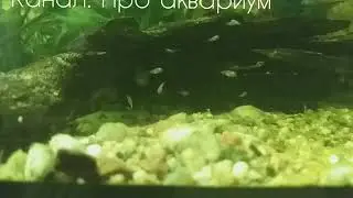 Наннакары, нерест, мальки.  2 недели нерест и результать