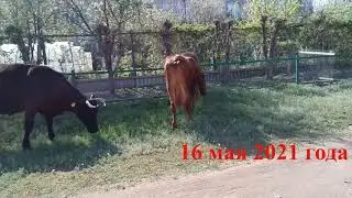 Бродячий скот в с. Мамалаевка Переволоцкий район. Майская хроника 2021 год