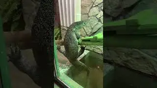 A tireless, fierce predator...
