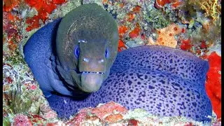 Мурена съела спящую рыбу. Moray attacks the fish.Красное море.