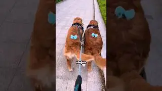 ¡Estos perros te harán reír con su estilo único! 😂🐾