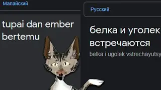 WARRIOR CATS FUN - TRANSLATOR