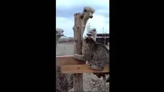Лучшие приколы с котиками 2021