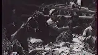 Уборка табака в Грузии, 1949