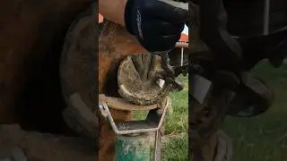 Nipping the Toe of a Horse Hoof #oddlysatisfying #satisfying #horse #farrier #hooftrimming
