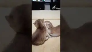 Золотые комочки
