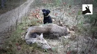 Red deer stalking - Polowanie na jelenie