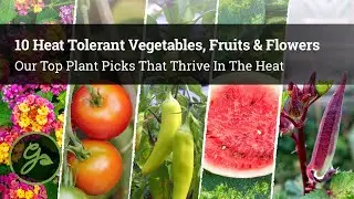 10 Heat Tolerant Vegetables, Fruits & Flowers / Our Top Plant Picks That Thrive In The Heat