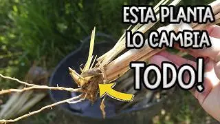 Esta planta es ORO para tu huerto Y Para El PLANETA! || La Huertina De Toni