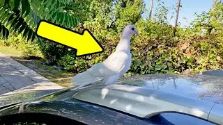 Голуби Встречают! Как и что? 😲 Сразу в Полет!