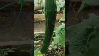 Вот это Крокодил😰