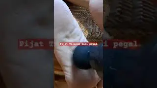 pijat Telapak Kaki Pegal 📌 