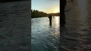 Flossing the Kenai River, AK for Reds #fishing #flossing #kenairiver #shorts