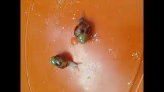 Улитята родились!!! Меняю грунт у улиткам и паукам.
