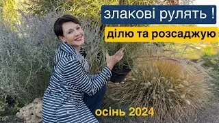 Розсадила пеннісетум  на клумби. Злакові рослини догляд восени .