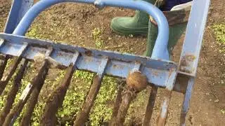 Digging the soil without much effort. My 