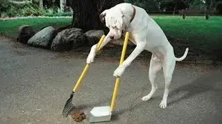Le 10 razze di cani più intelligenti