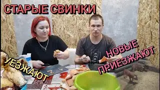 Закололи поросят и купили новых поросят.