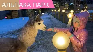 We feed the alpacas. Alpaca park in Skazka park, Moscow