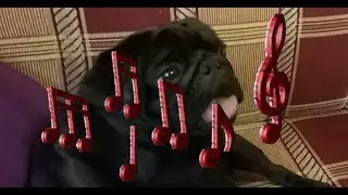 🤣Поющий мопс Вейдер (подпольная кличка Федька). Singing pug