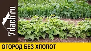 👩‍🌾 Огород без хлопот. Как сделать растения сильными - 7 дач