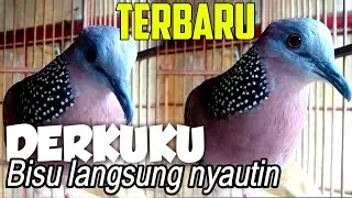 Panggilan tekukur / Derkuku untuk yang malas bunyi