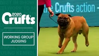 Working Group Judging | Crufts 2020